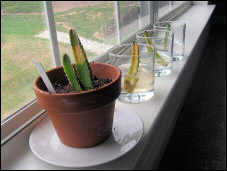 The 4 cuttings on the window-sill.