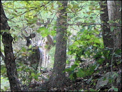 Deer in the Eno River Park.