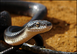 Black rat snake. Picture source: http://www.flickr.com/photos/furryscalyman/578071810.
