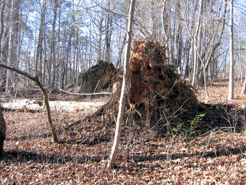 Fallen trees.