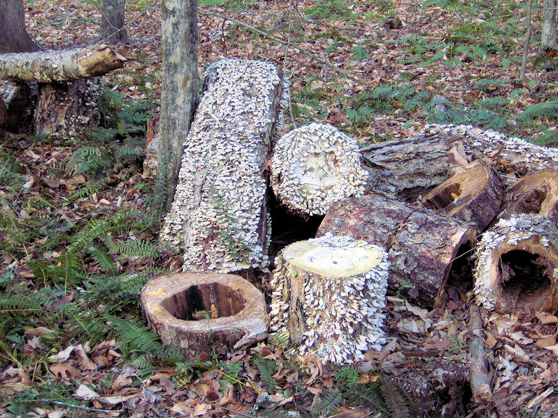 Fungus on a tree.