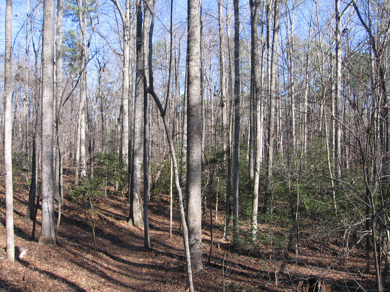 Green trees.
