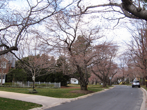 The Lost Blossoms.