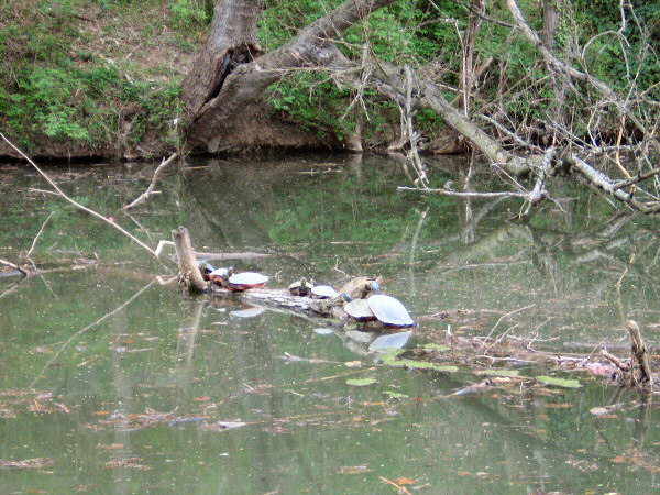 Turtles!.