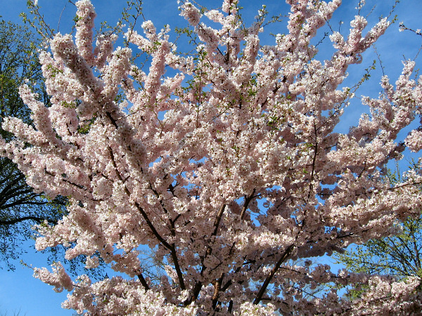 Blossoms.