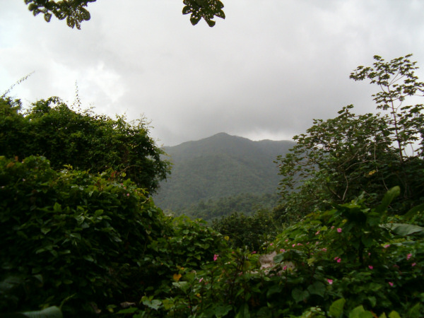 View of the forest.