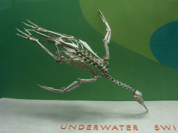 Underwater swimmer.