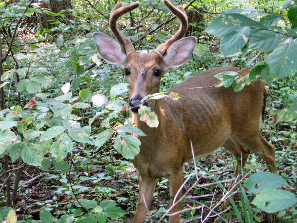 Deer.