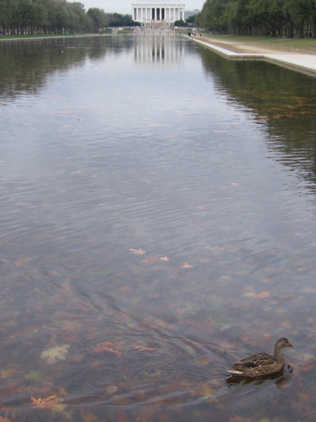 A duck at the Lincoln Memorial.