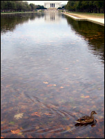 A duck at the Lincoln Memorial.