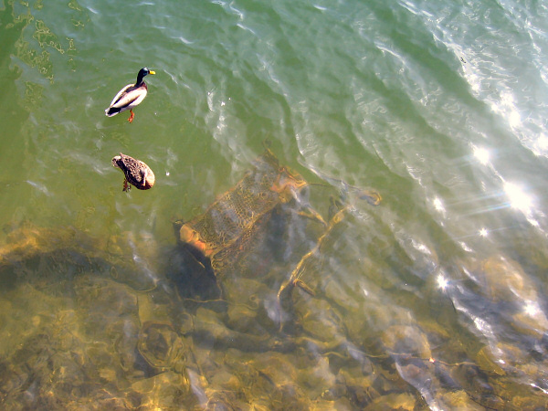 Two ducks and a shopping cart