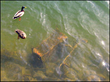 Two ducks and a shopping cart