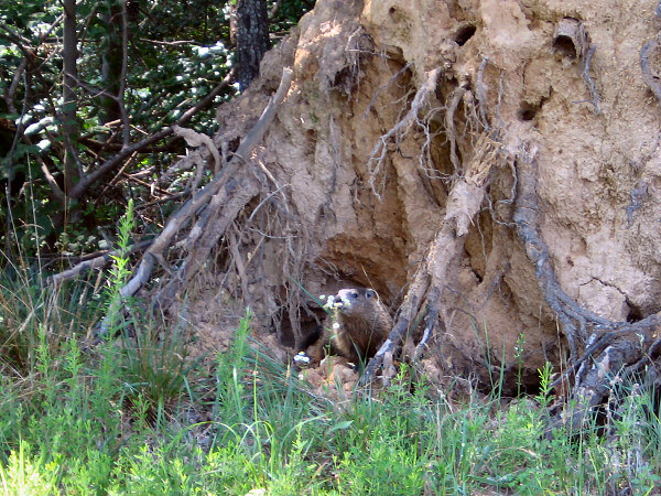 Ground hog.