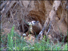 Ground hog.