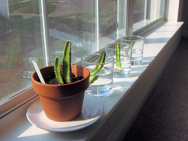 The plants after the operation.