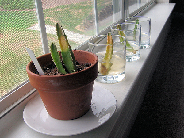 The 4 cuttings.