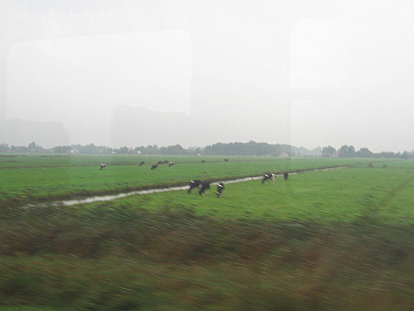 Cows from the train.