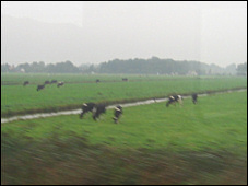 Cows from the train.