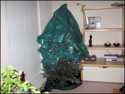 Christmas tree.