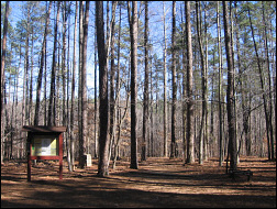 Sycamore Trail, Umstead Park.