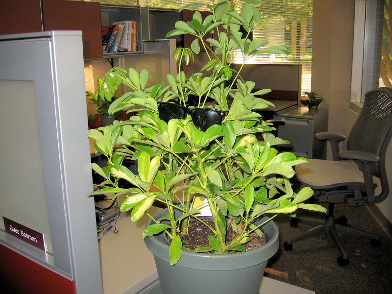 A plant's new home.