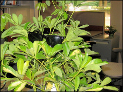A plant's new home.