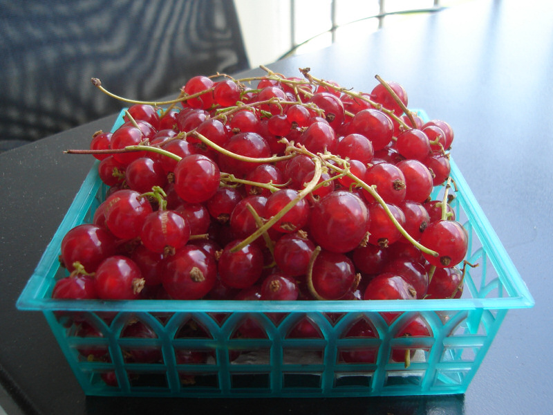 Red currants.
