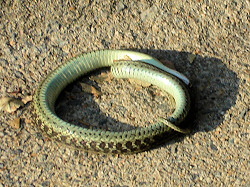 Snake.