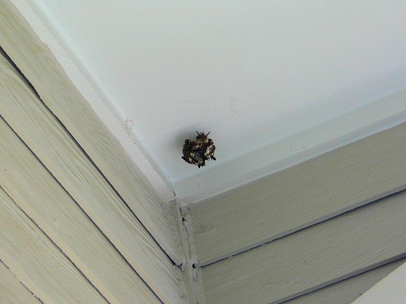 Wasps.