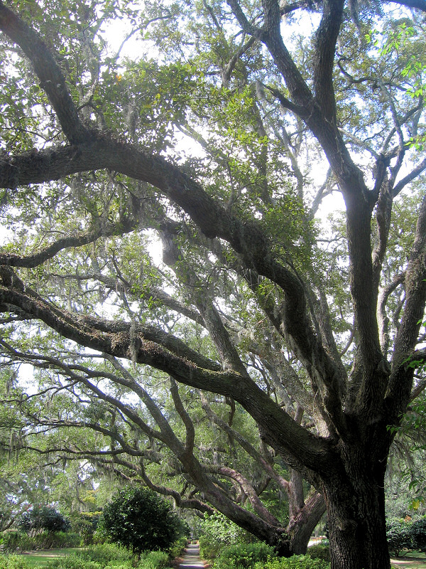 Magnificent trees.