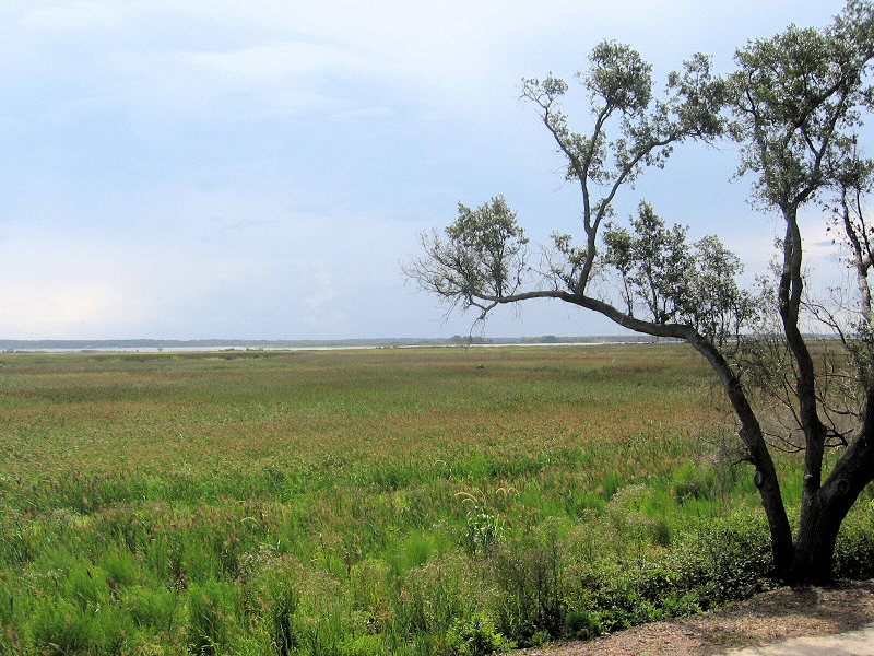 Rice fields.