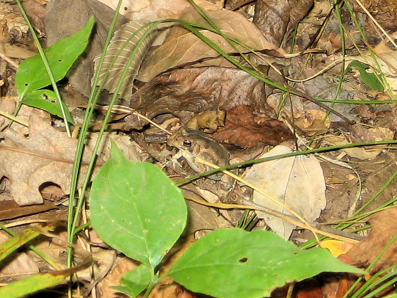 A frog.