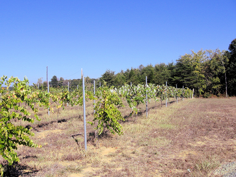 A grape field.