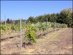 A grape field.