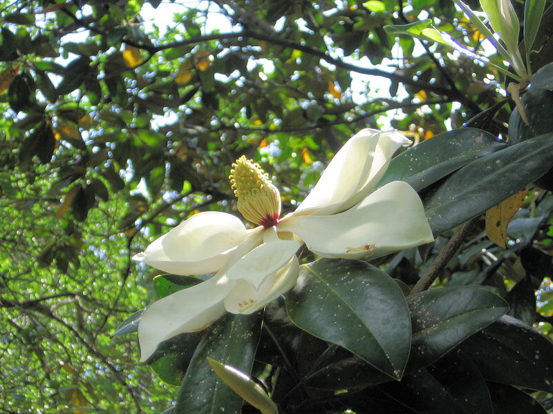 Magnolia.