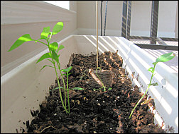 Growing herbs.