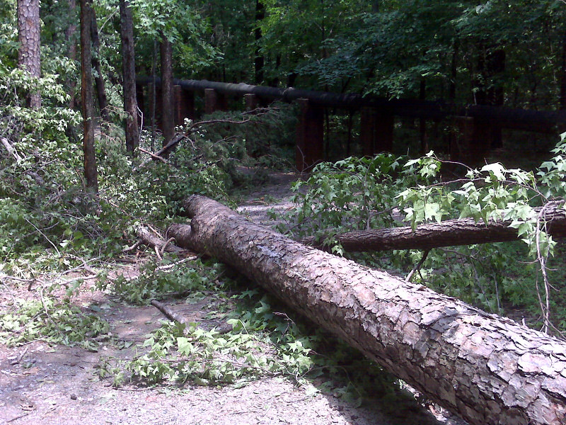 Fallen tree.
