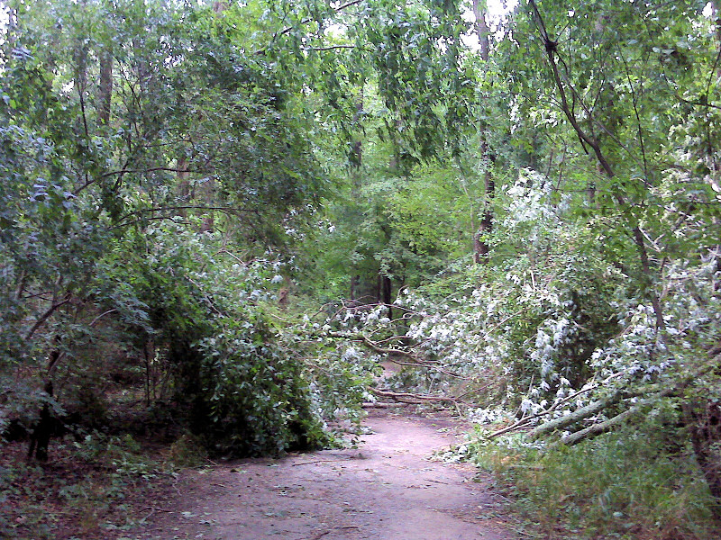 Fallen tree.