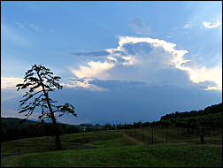 A panorama on the Biltmore Estate.