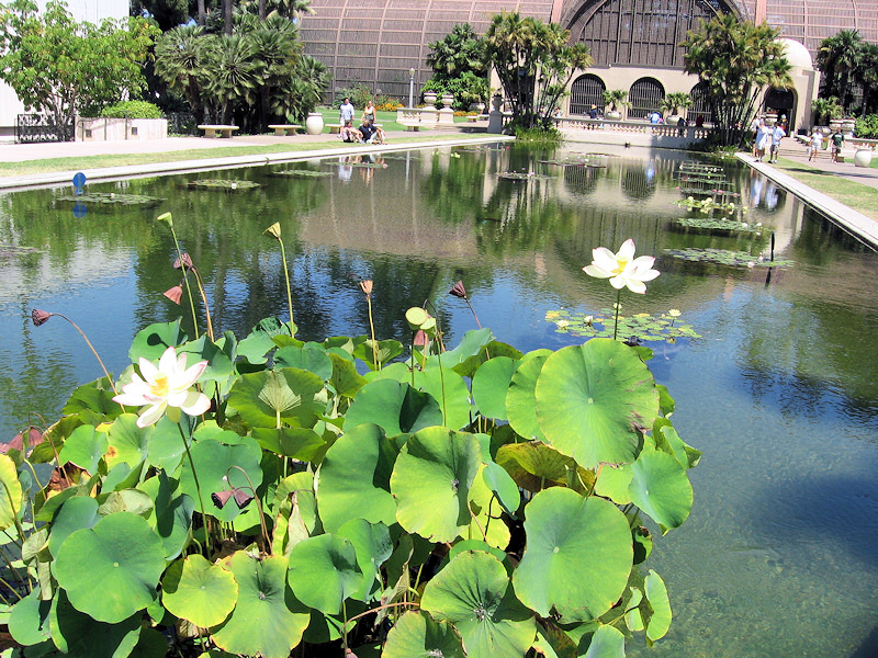 Balboa pond.