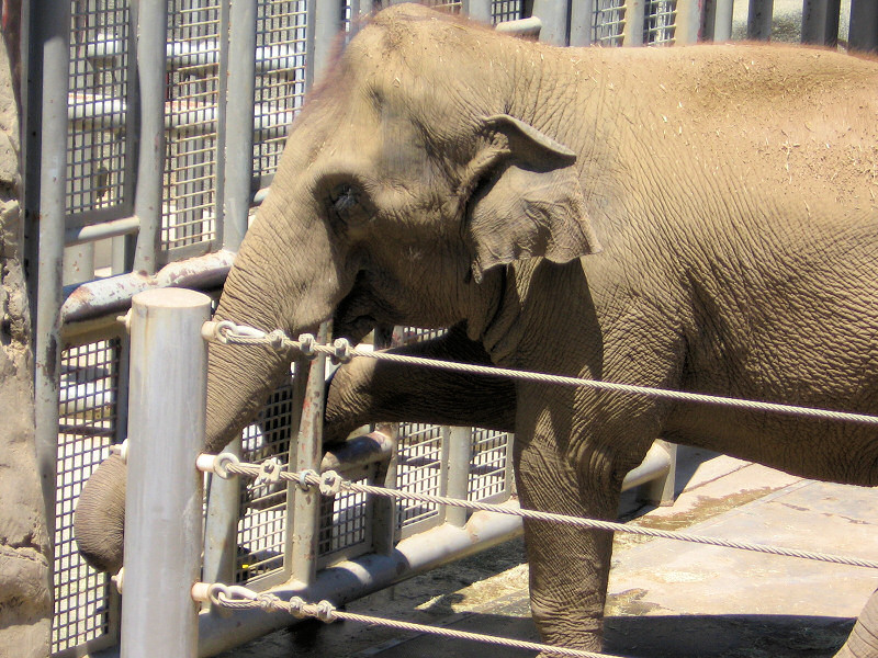 San Diego Zoo.