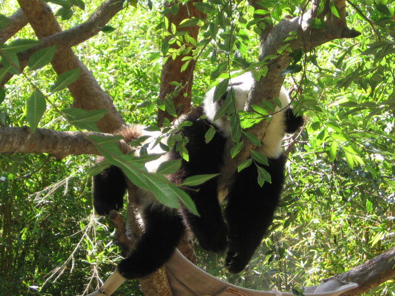 San Diego Zoo.