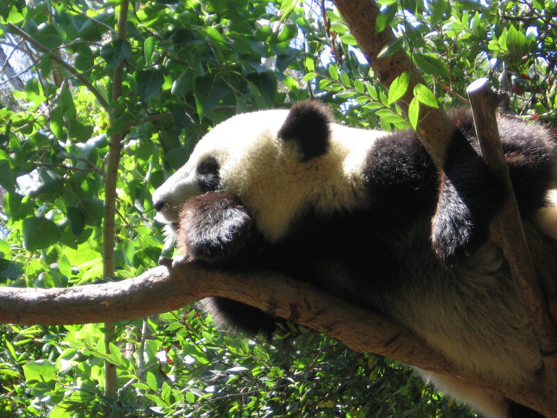 San Diego Zoo.