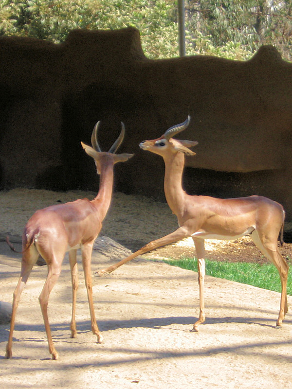 San Diego Zoo.