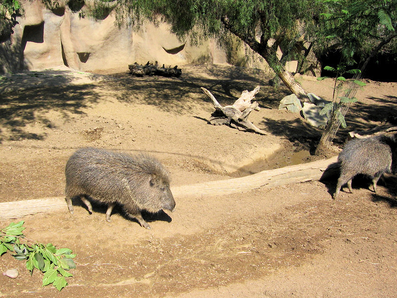 San Diego Zoo.