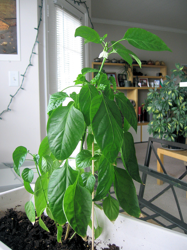 Unknown herb.