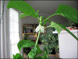 Unknown herb.
