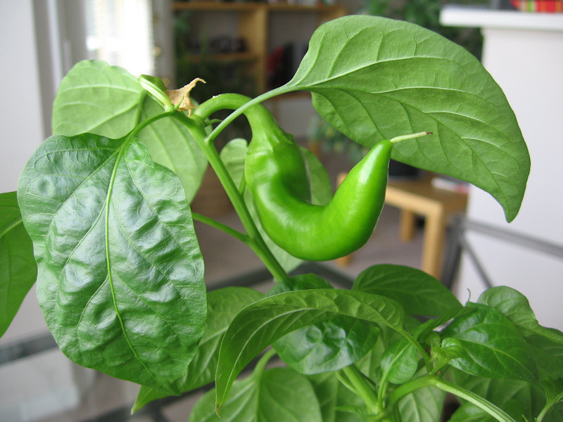 Paprika.
