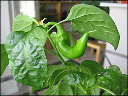 Paprika.