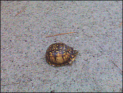 Turtle.